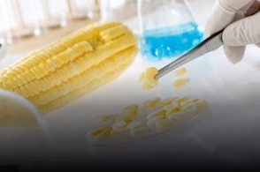 转基因玉米种类审定在即?种企人士:已做好准备迎接新一波种业反动